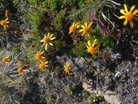 Senecio triodon