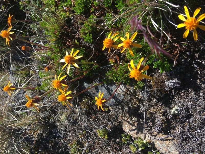 Senecio triodon