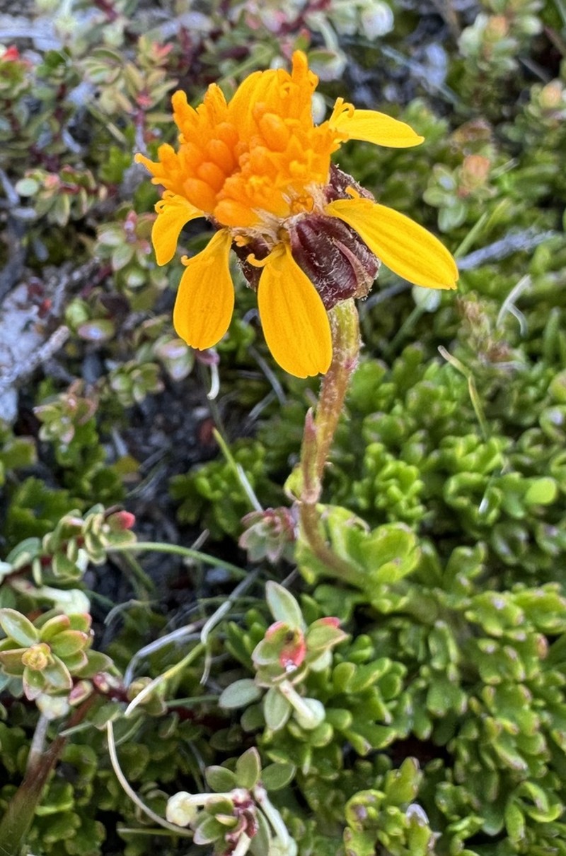 Senecio triodon photo 3