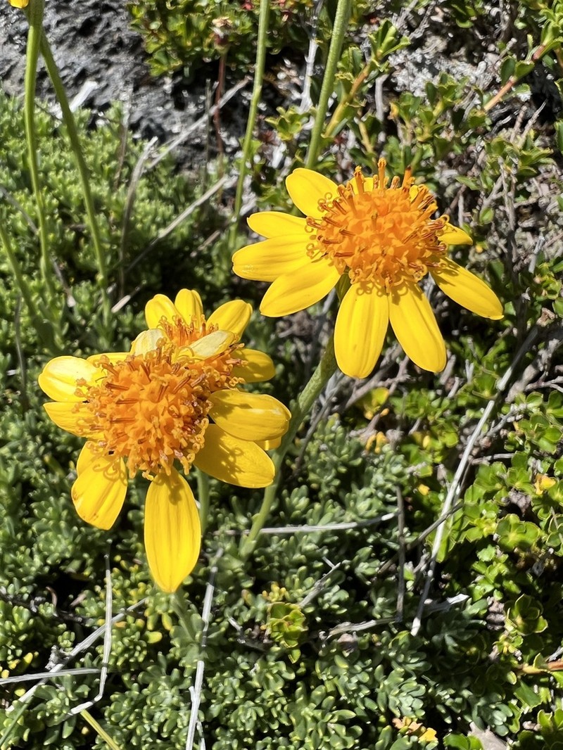 Senecio triodon photo 4