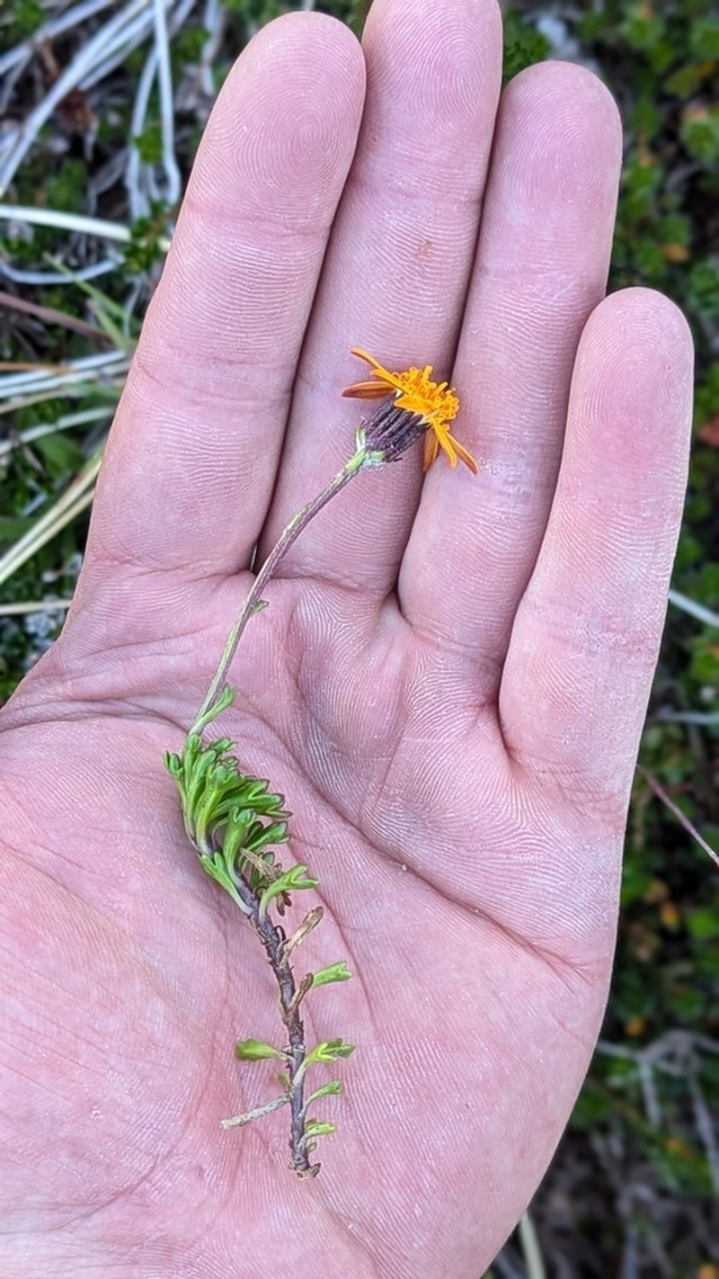 Senecio triodon photo 5