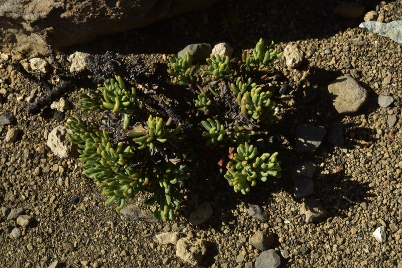 Senecio triodon photo 6