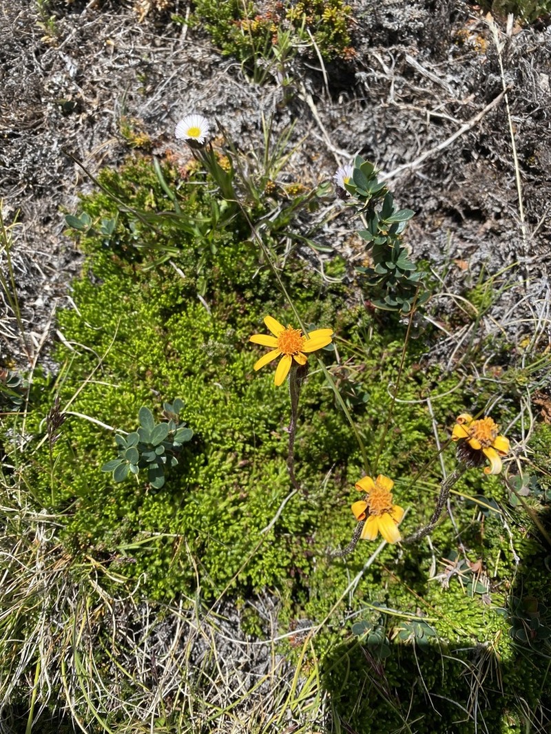Senecio triodon photo 7