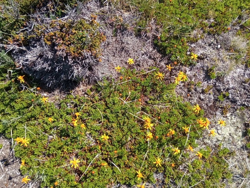 Senecio triodon photo 8