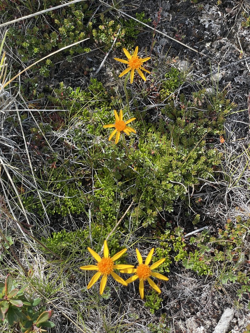 Senecio triodon var. triodon