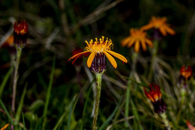 Senecio triodon var. triodon photo 2