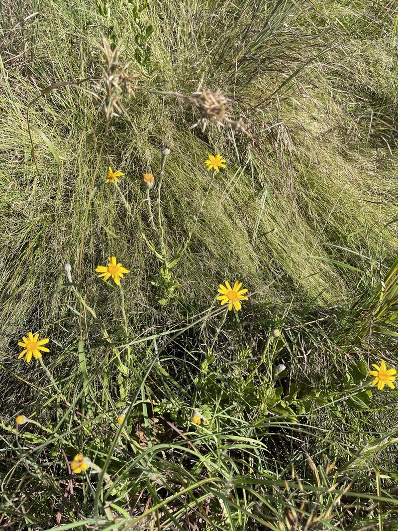 Senecio triodontiphyllus photo 2