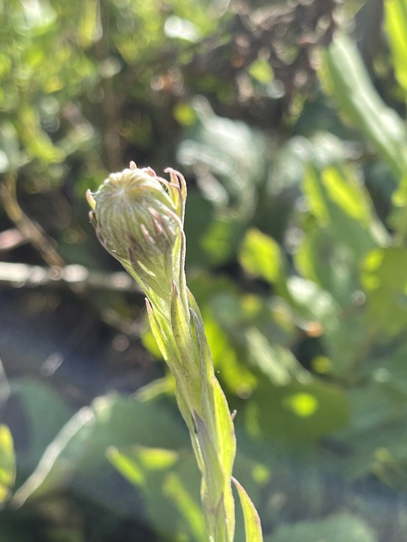 Senecio triodontiphyllus photo 4