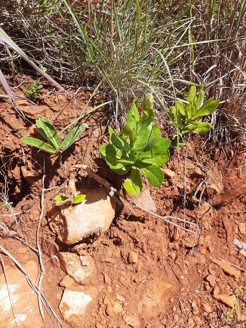 Senecio triodontiphyllus photo 5
