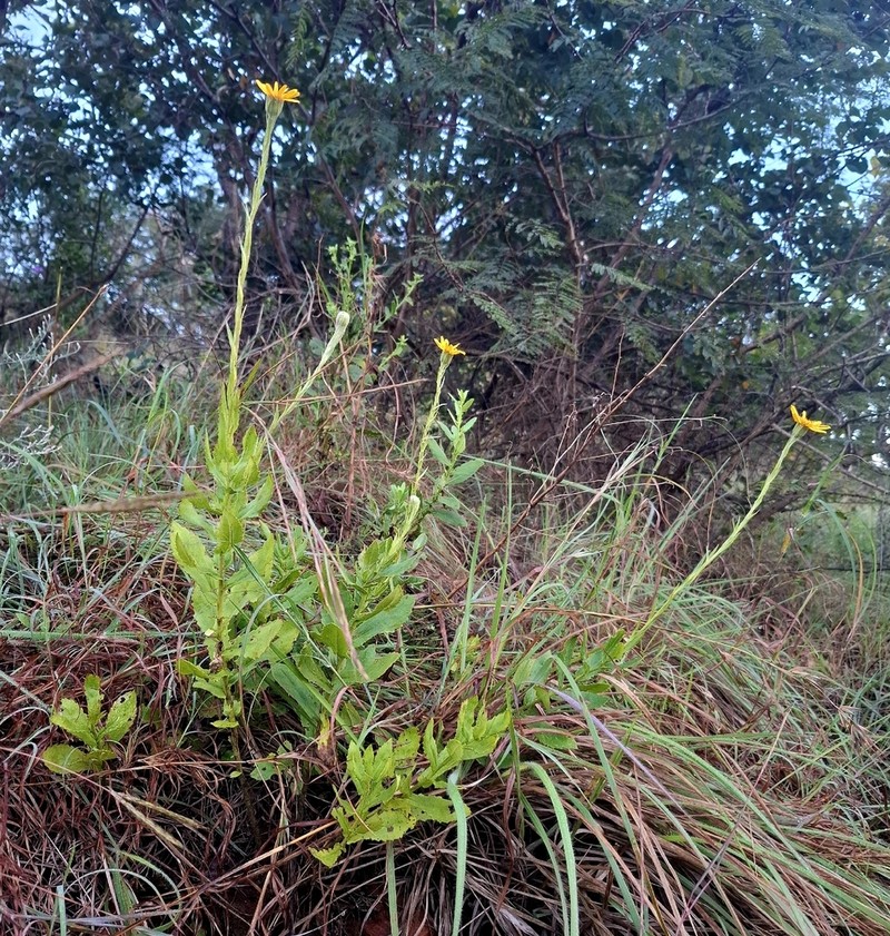 Senecio triodontiphyllus photo 6