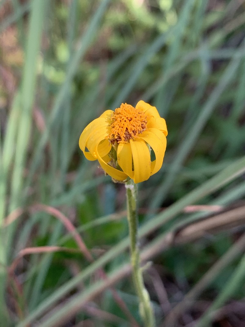 Senecio triodontiphyllus photo 7