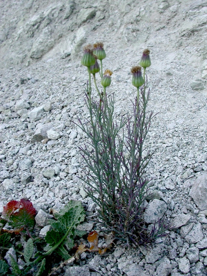 Senecio tripinnatifidus