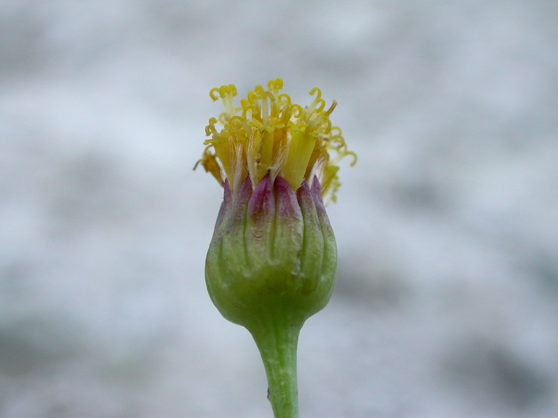 Senecio tripinnatifidus photo 2