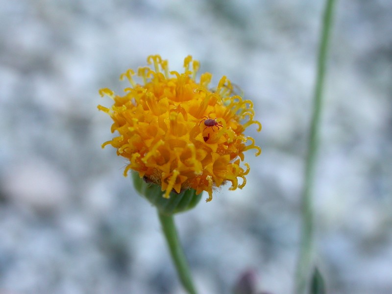 Senecio tripinnatifidus photo 3