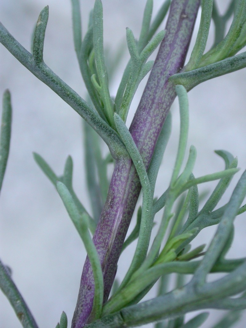 Senecio tripinnatifidus photo 4