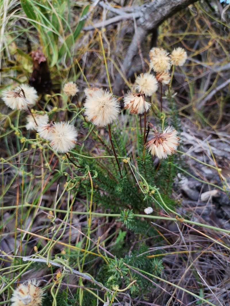 Senecio triqueter