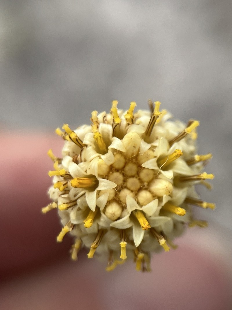 Senecio triqueter photo 2