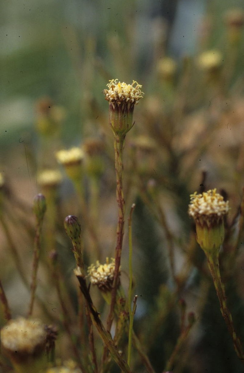 Senecio triqueter photo 3