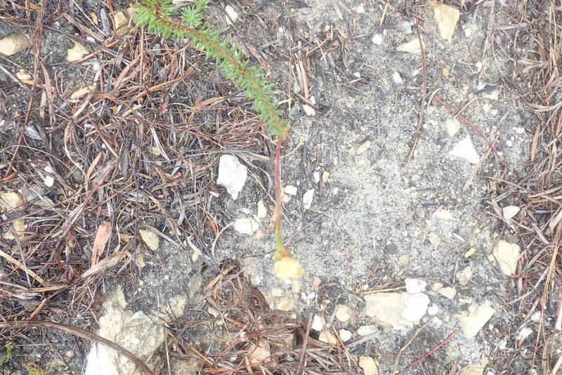 Senecio triqueter photo 5