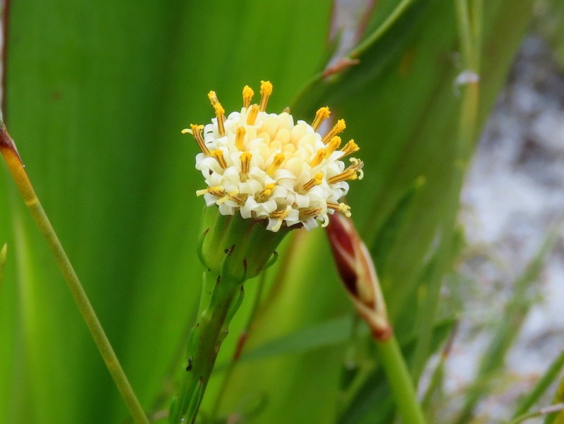 Senecio triqueter photo 6