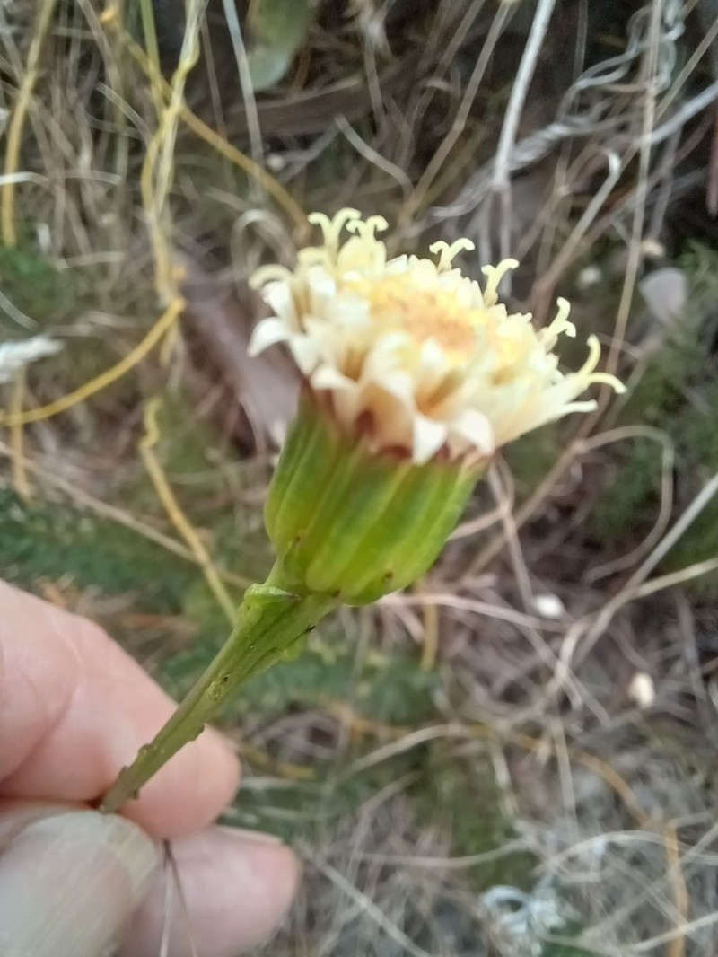 Senecio triqueter photo 7