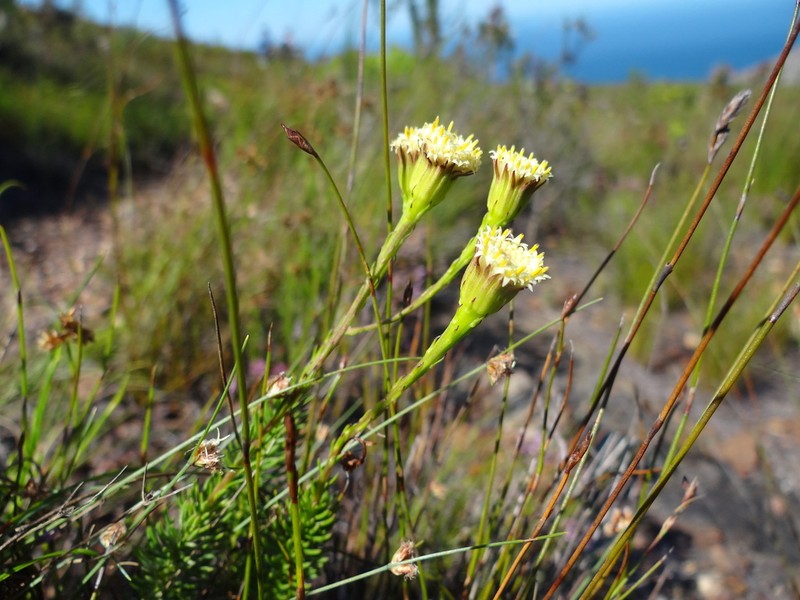 Senecio triqueter photo 8