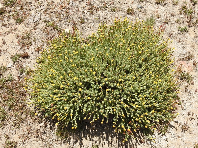Senecio tristis photo 2