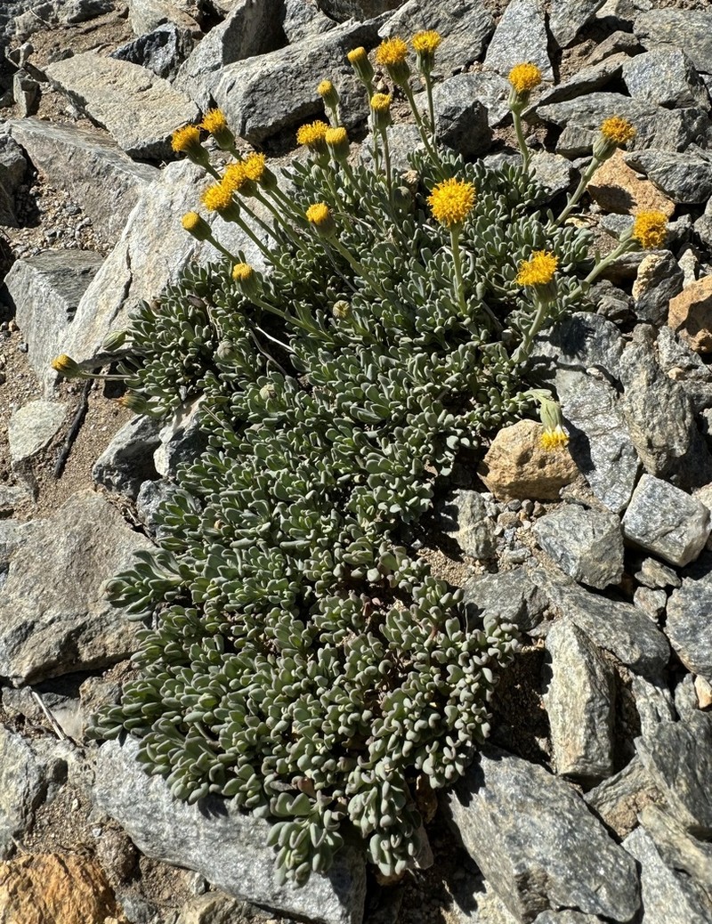 Senecio tristis photo 3