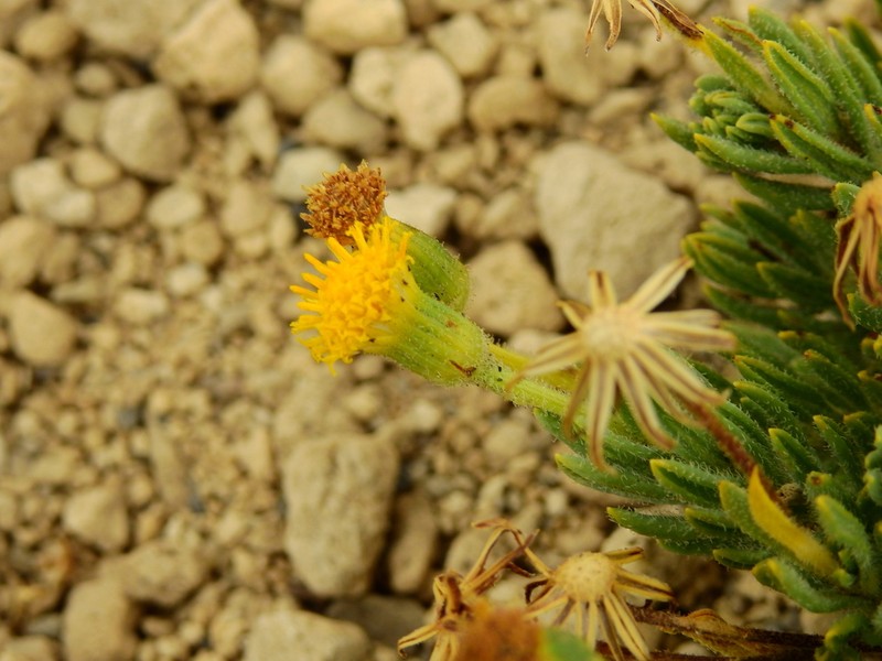Senecio tristis photo 4