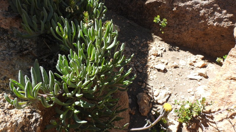 Senecio tristis photo 5