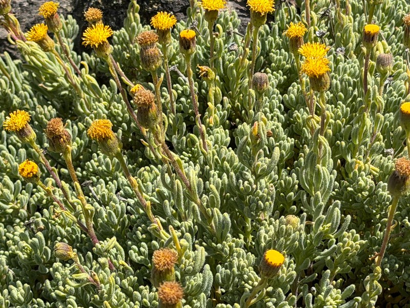 Senecio tristis photo 6