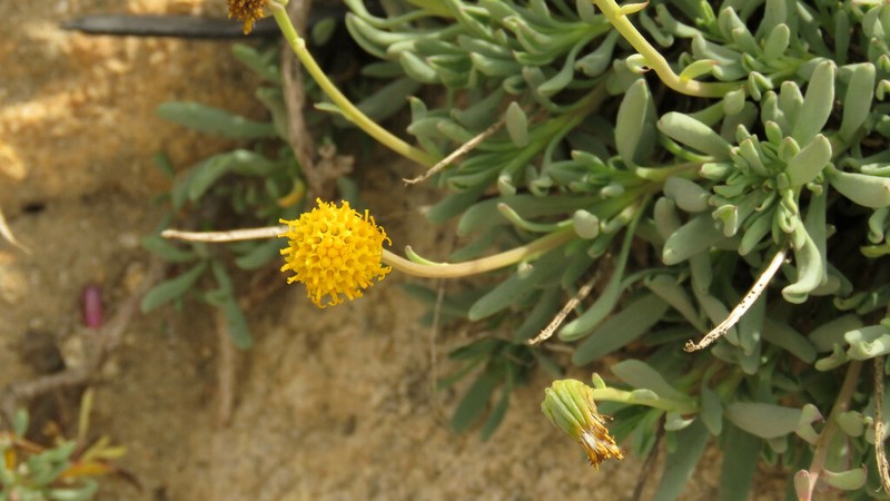 Senecio tristis photo 7