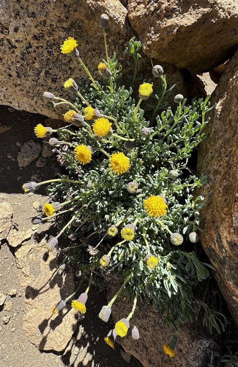 Senecio tristis photo 8