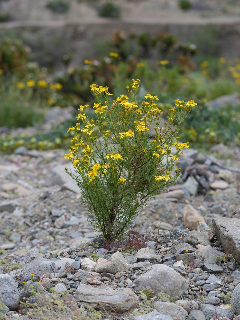 Senecio troncosii