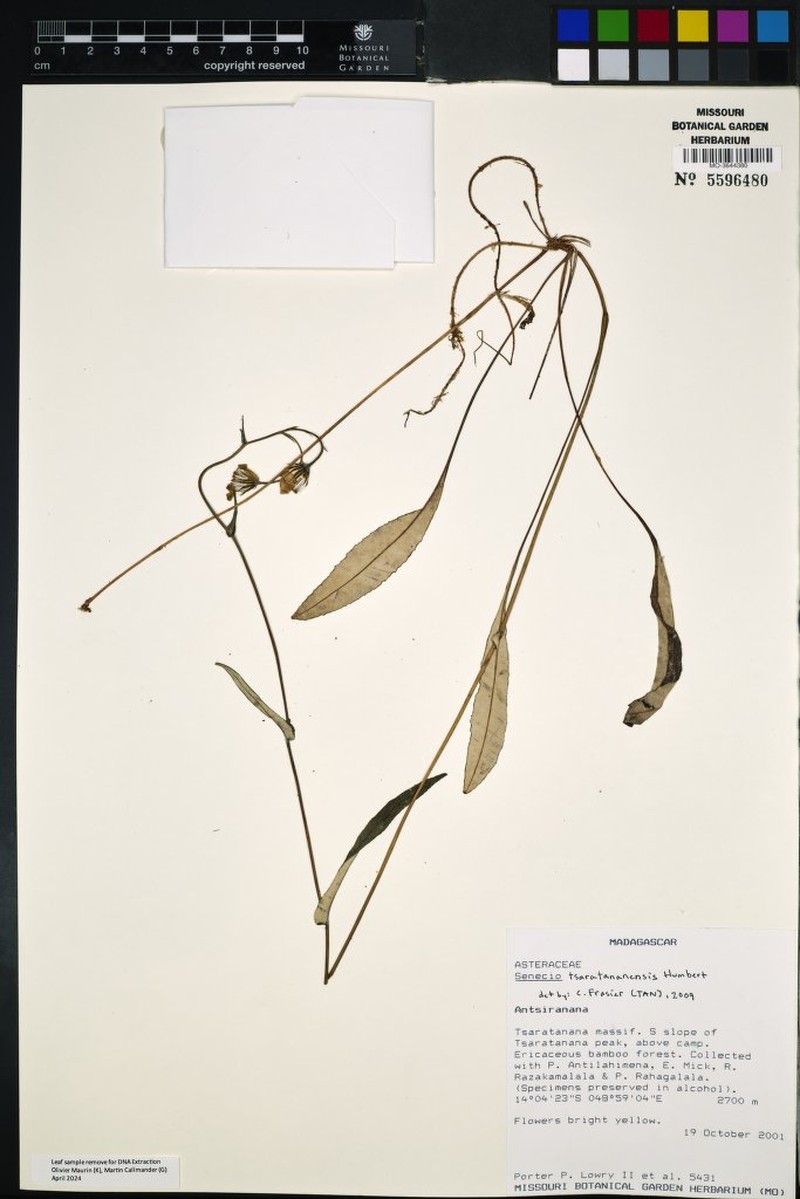Senecio tsaratananensis