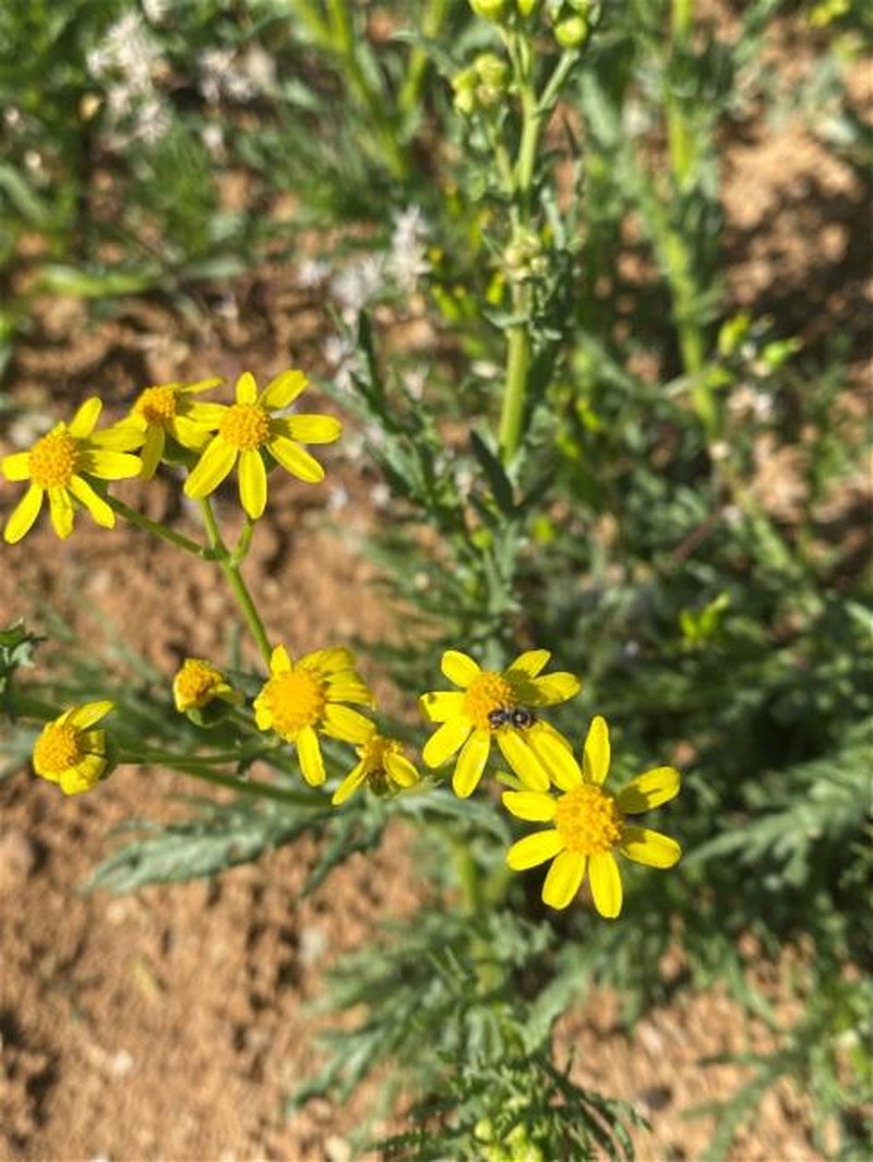 Senecio tuberculatus photo 3