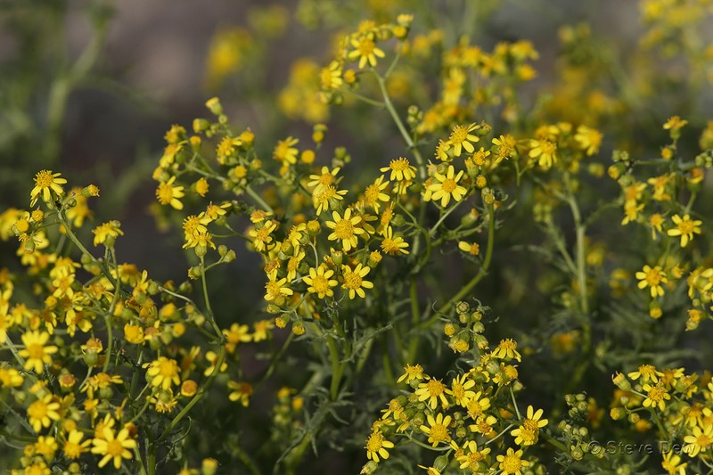 Senecio tuberculatus photo 4