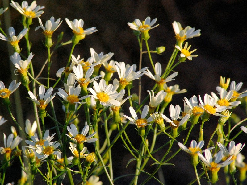 Senecio tweediei