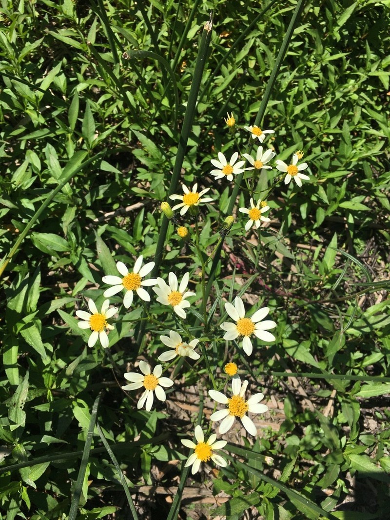 Senecio tweediei photo 2