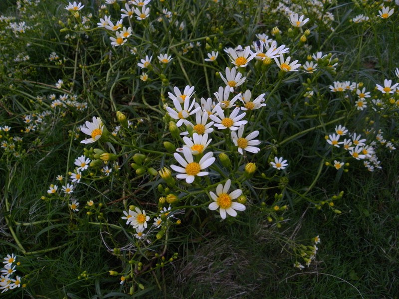 Senecio tweediei photo 3