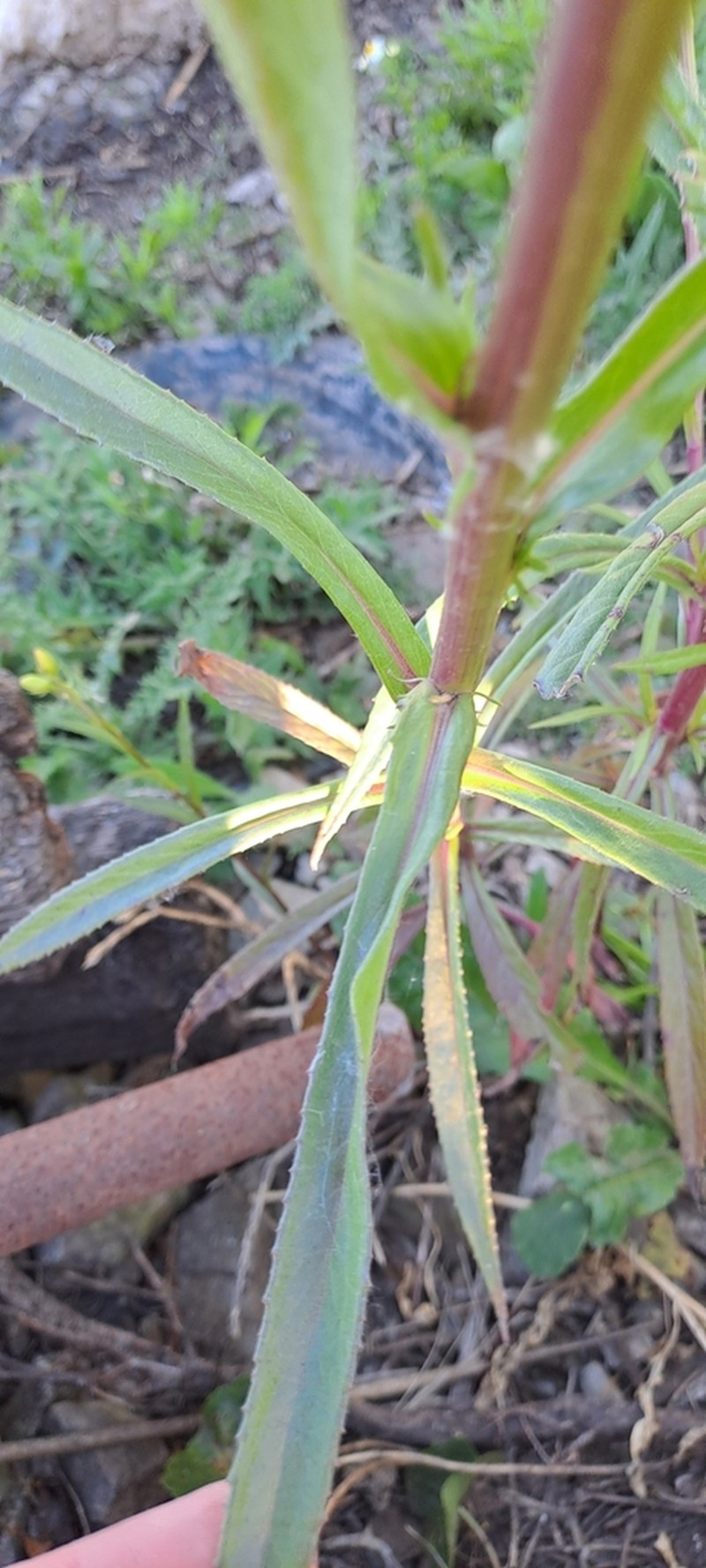 Senecio tweediei photo 5