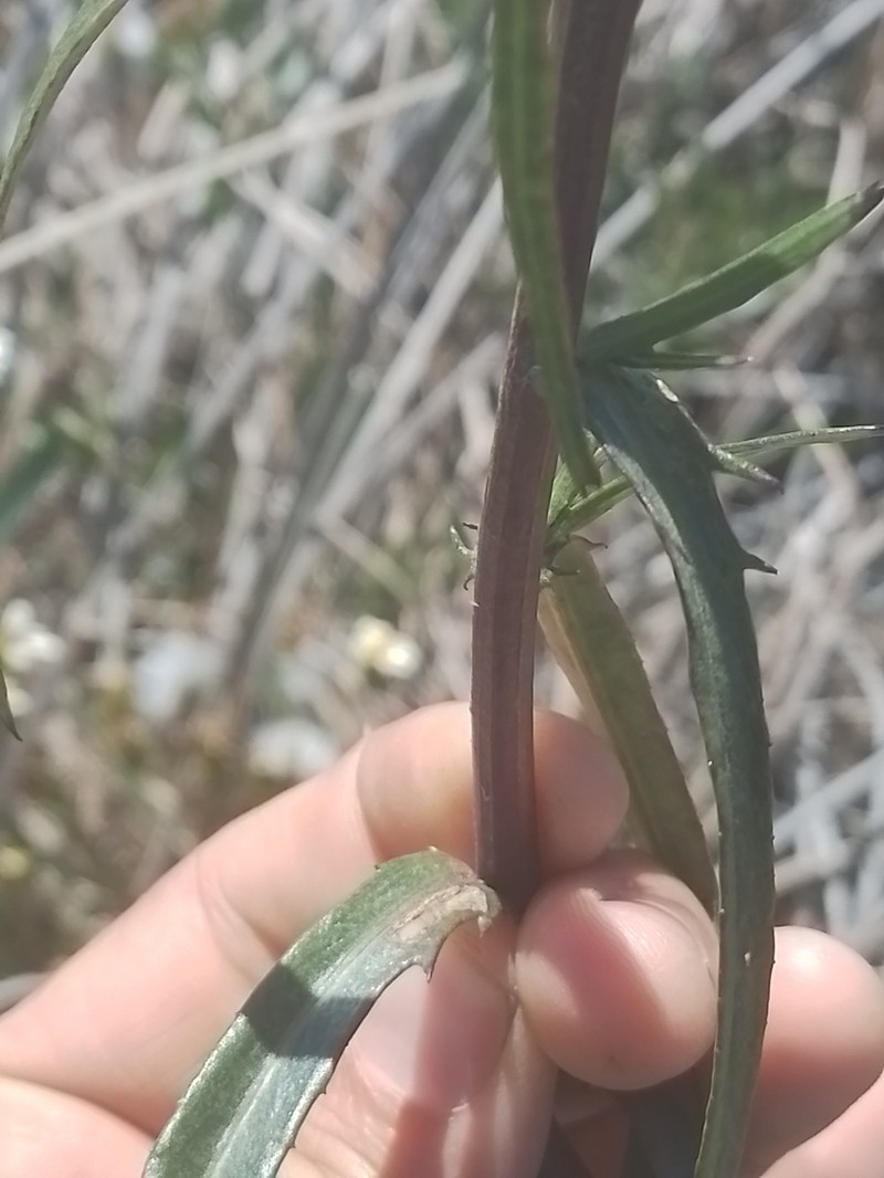 Senecio tweediei photo 6