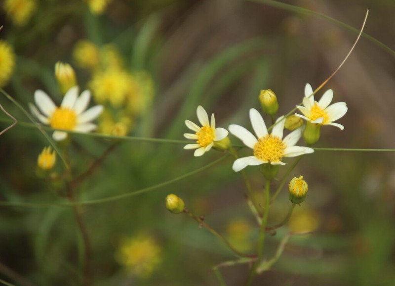 Senecio tweediei photo 7