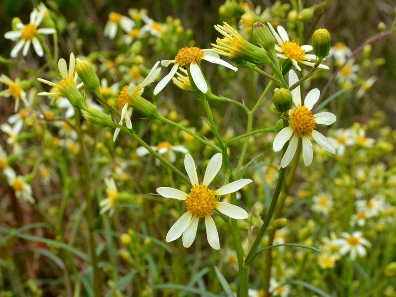 Senecio tweediei photo 8