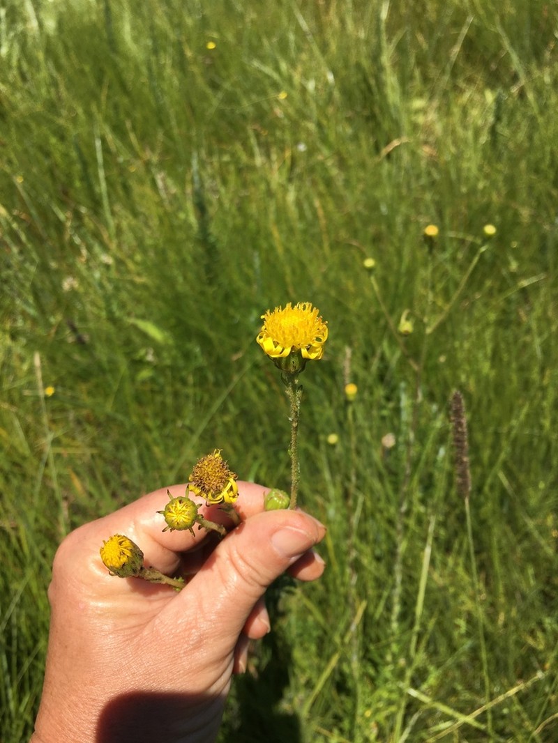 Senecio tysonii