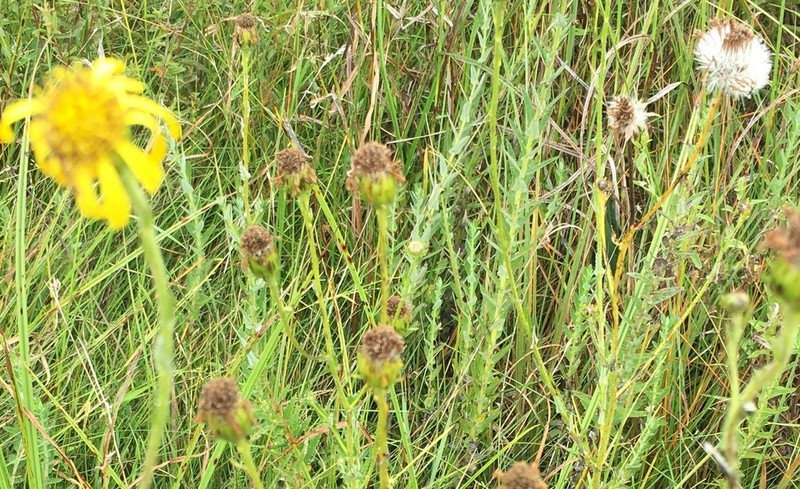 Senecio tysonii photo 2