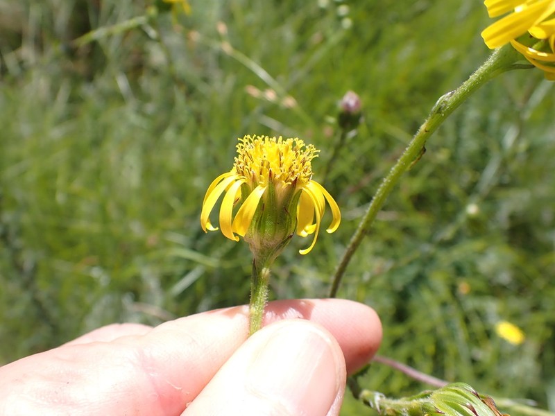 Senecio tysonii photo 3