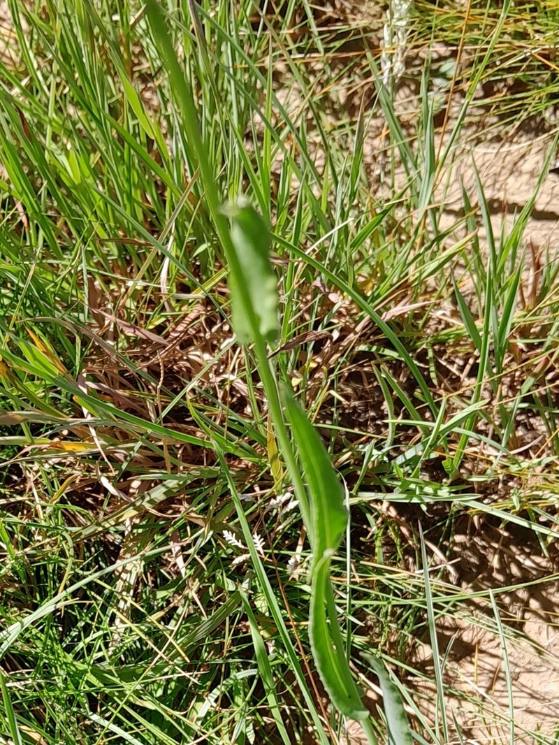 Senecio ulopterus photo 2