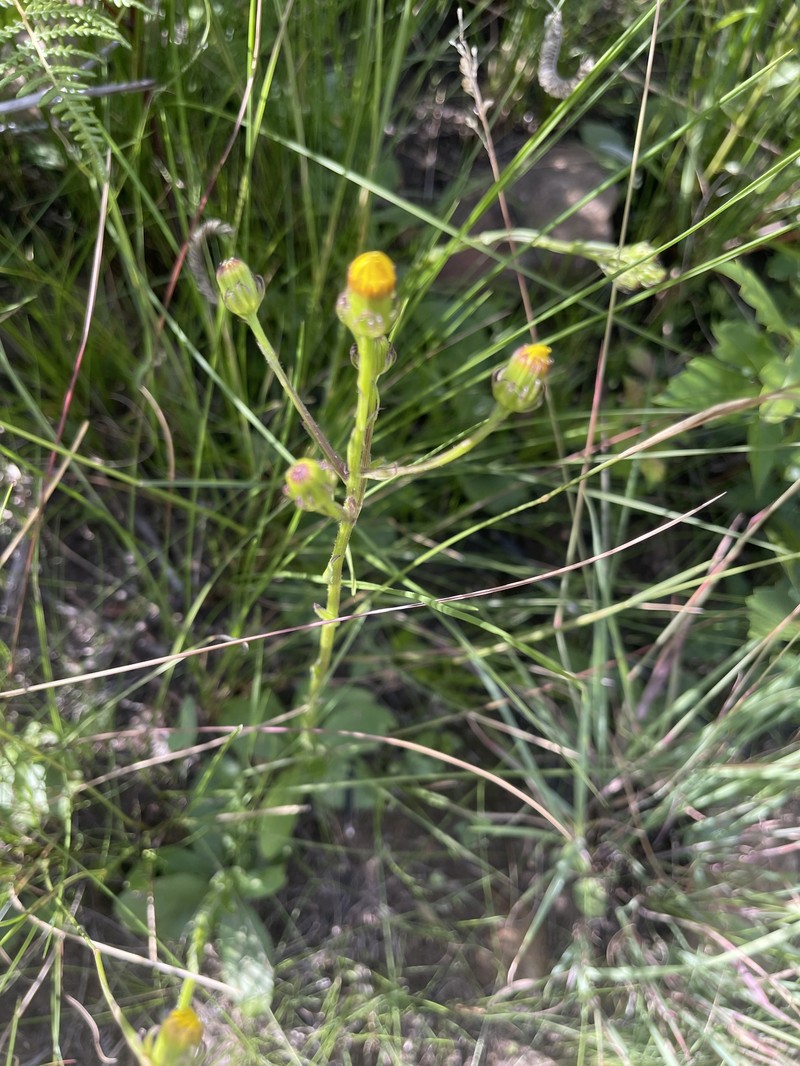 Senecio ulopterus photo 3