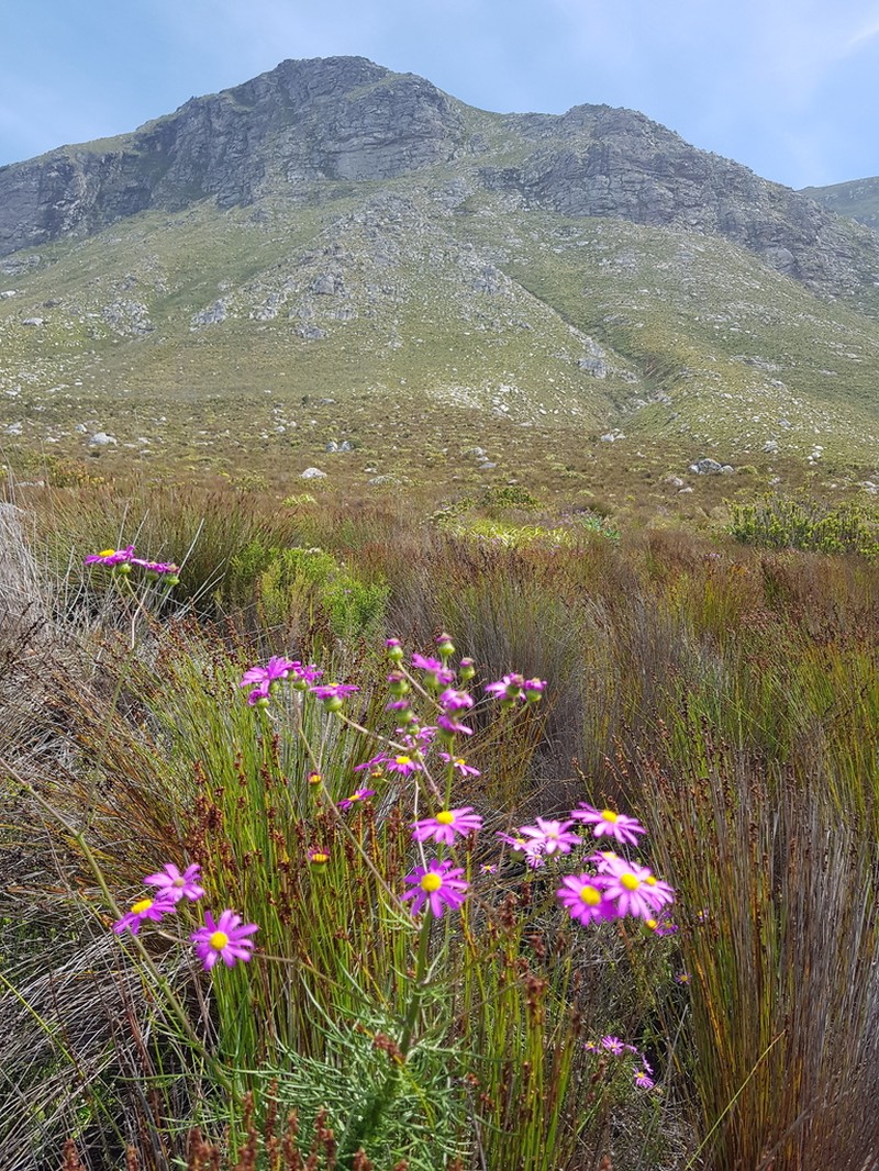 Senecio umbellatus